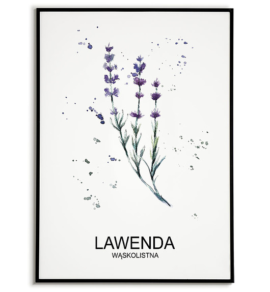 plakaty Plakat  GRAFIKA lawenda ZIOŁA obraz