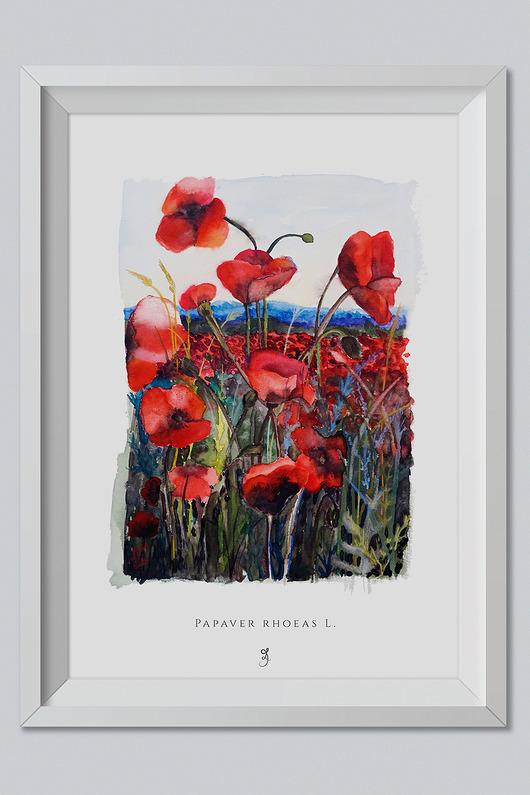 plakaty Plakat Maki Grafika 70x50cm