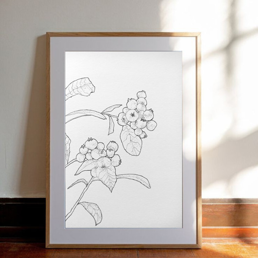 grafiki i ilustracje Rysunek cienkopis Czarne jagody oryginalny 18x26 cm