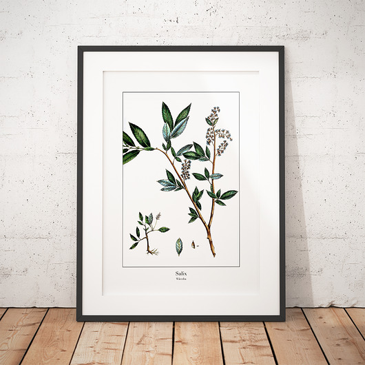Plakat botaniczny Wierzba trochę na ścianę