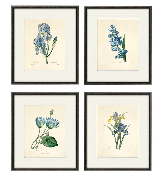 grafiki i ilustracje Rysunek kwiaty grafika kwiat irys vintage