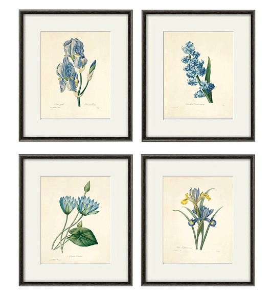 grafiki i ilustracje Rysunek kwiaty grafika kwiat irys vintage