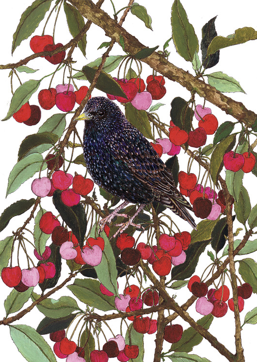 grafiki i ilustracje Szpak i czereśnie- grafika- ilustracja- ptaki