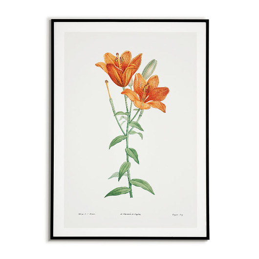 Plakat botaniczny grafika pomarańczowa lilia Bajkowe Obrazki