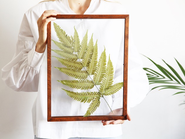 inne Pteris Fern Light Green XL
