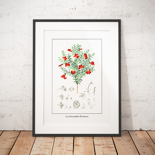 Plakat botaniczny Leschenaultia Formosa trochę na ścianę