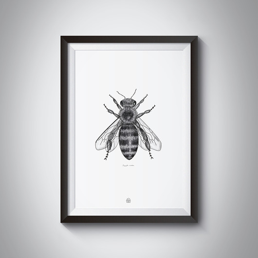 Plakat Pszczoła Borówka Studio