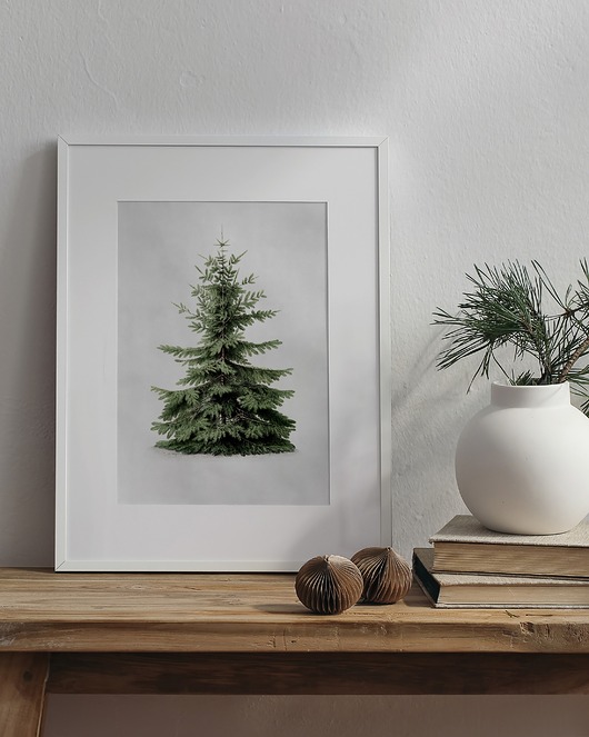 plakaty Plakat- jodła kaukaska