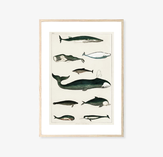 grafiki i ilustracje PLAKAT WIELORYBY plakat z wielorybami morski