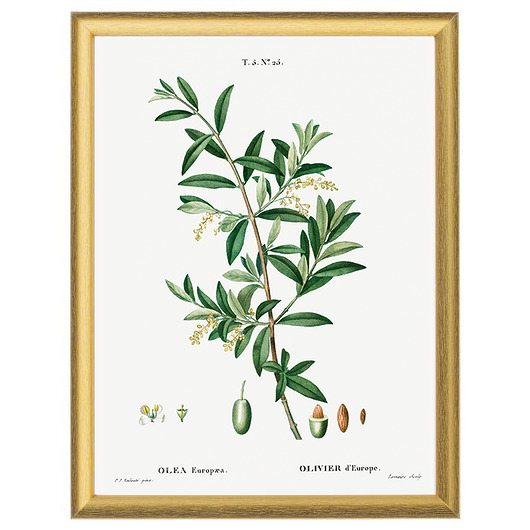 Botaniczne ilustracje - Oliwka zielona White Rose Peonies 