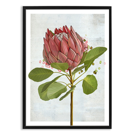 plakaty PLAKAT (poster) KWIAT PROTEA