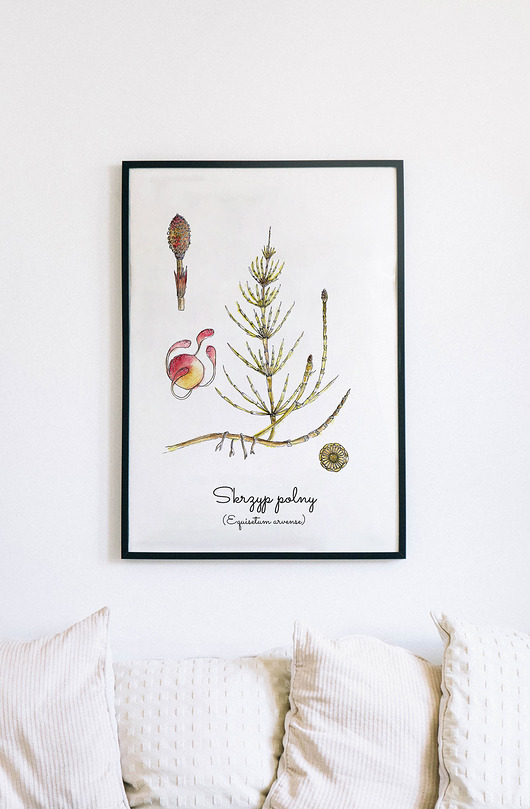 Plakat  ilustracja tablica botaniczna skrzyp Arty arty