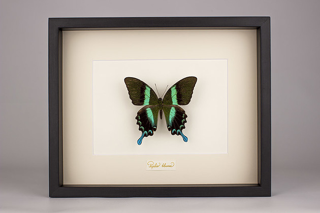 inne Motyl Papilio blumei w czarnej gablocie