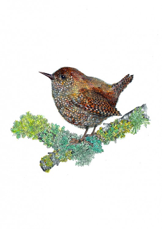 grafiki i ilustracje Strzyżyk- ilustracja- grafika- plakat na ścianę