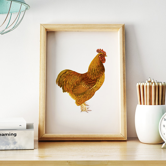 plakaty Plakat zwierzęta -  Kura
