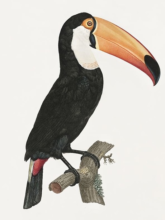 plakaty Tukan-ilustracja-vintage
