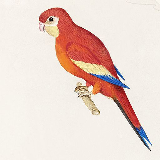 plakaty Czerwona-papuga-ilustracja-vintage