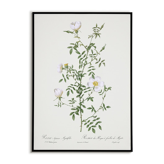 plakaty Rosa sepium - Plakat botaniczny - Retro