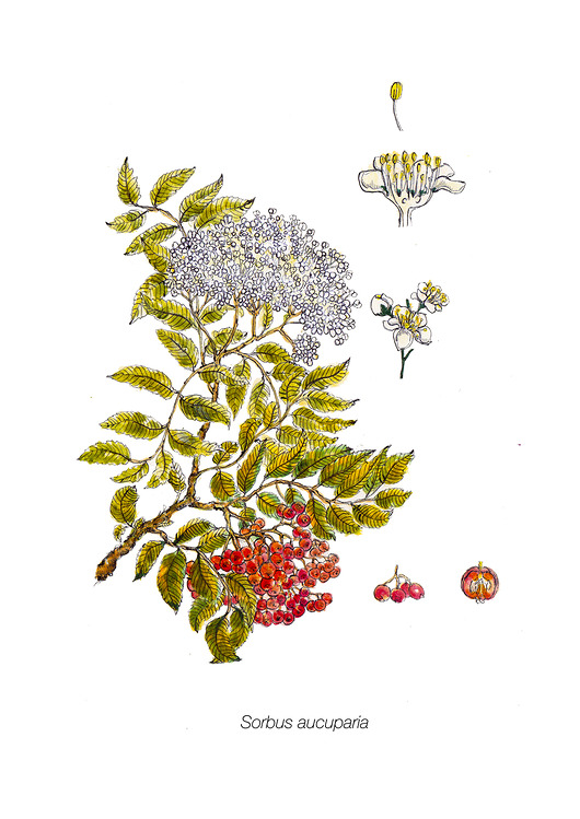 Jarzębina BOSKE