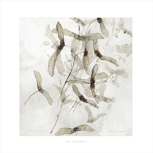 Acer planetoids L. print { 50x50 cm } Margo Hupert