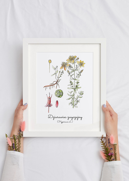 Plakat  ilustracja tablica botaniczna dziurawiec Arty arty