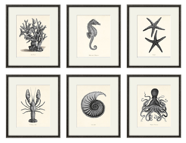grafiki i ilustracje Zestaw 6 grafik  koralowiec reprodukcja morskie