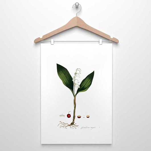 plakaty Plakat A4, A3  ZIELNIK KONWALIA