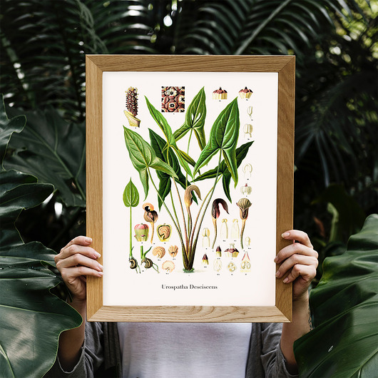 Plakat botaniczny Urospatha Desciscens trochę na ścianę