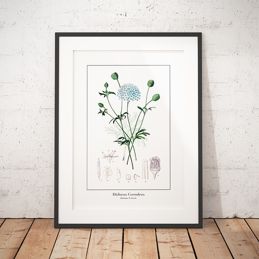Plakat botaniczny Didiskus Błękitny trochę na ścianę