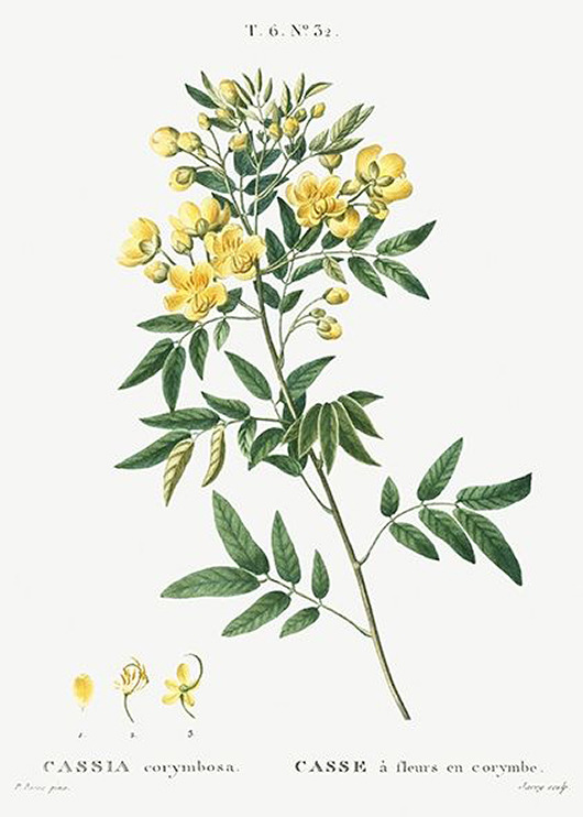 plakaty Senna-argentynska-plakat-rycina