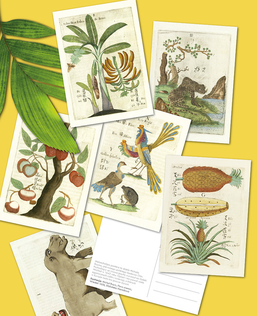 Flora chińska - 6 pocztówek papiery pantery