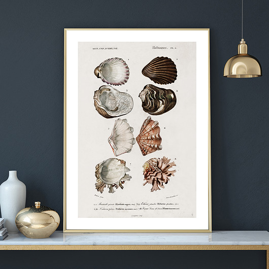 Plakat SEASHELLS no.4 muybien