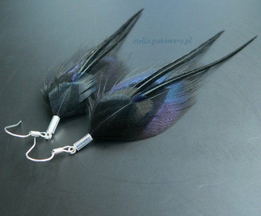 blackbird Stella