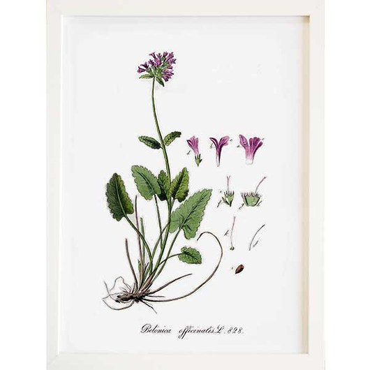 Obraz w ramce ZIELNIK A3, ilustracja botaniczna  botanika
