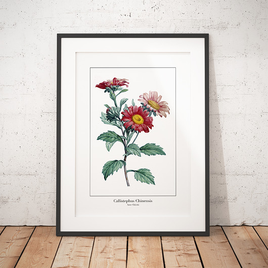 Plakat botaniczny Aster Chiński trochę na ścianę