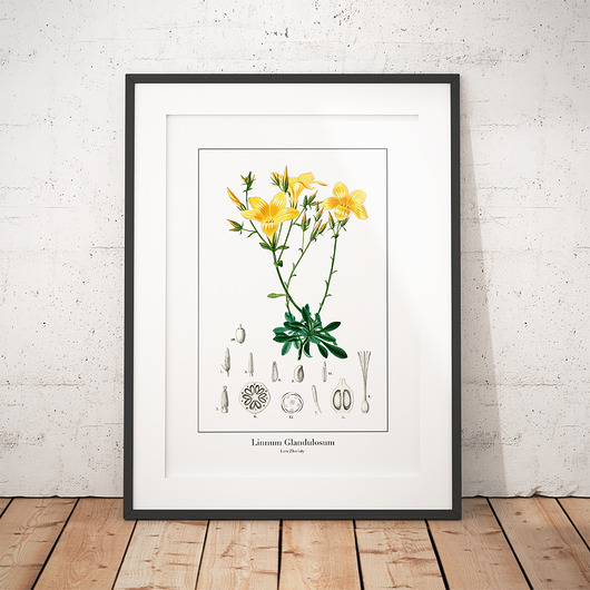 Plakat botaniczny Len Złocisty trochę na ścianę