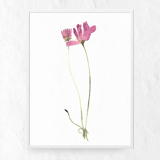 grafiki i ilustracje Plakat kwiaty polne
