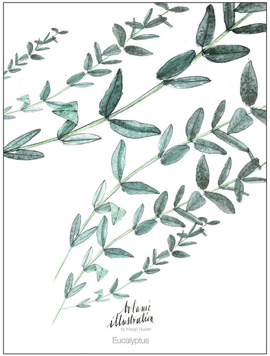 Eucalyptus, print | 30x40 cm Margo Hupert