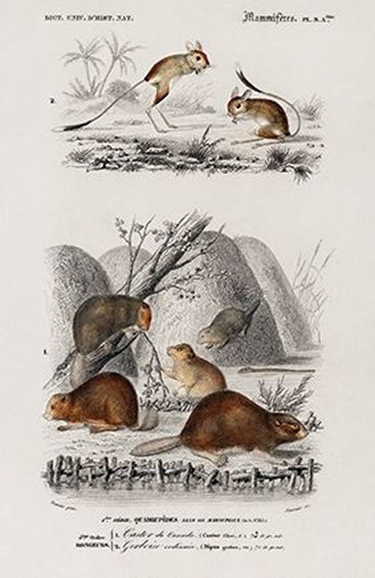 plakaty Bobr-i-jerboa-plakat-rycina