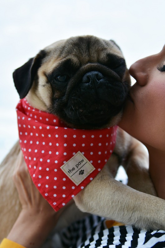 psia bandanka POLKA DOT red rozmiar: S the paw