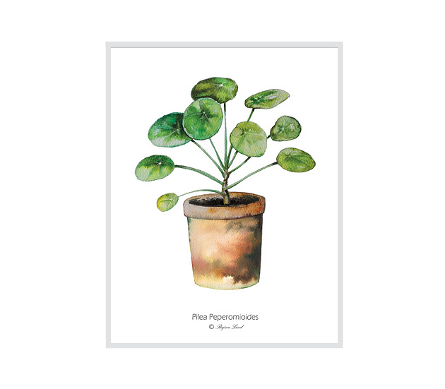 plakaty Plakat Pilea - rezerwacja