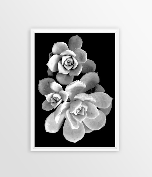 Sukulenty 30x40 plakat Bury Lis