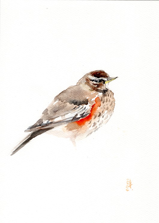 obrazy Oryginalna akwarela. Drozd