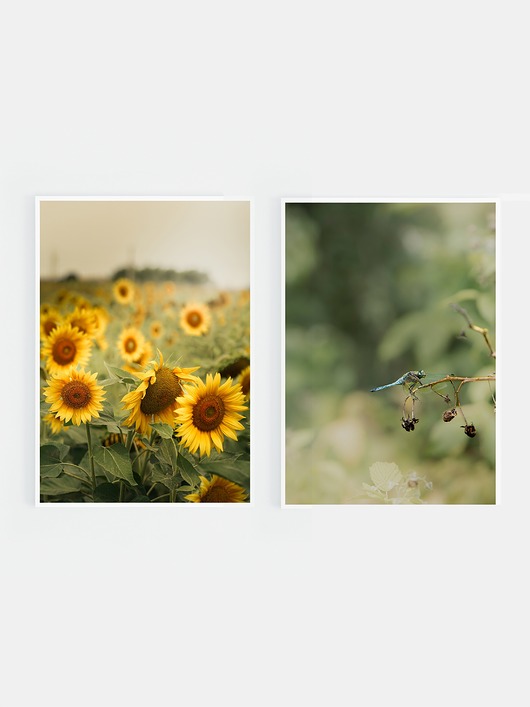 fotografia Zestaw fotografii: słoneczniki, ważka