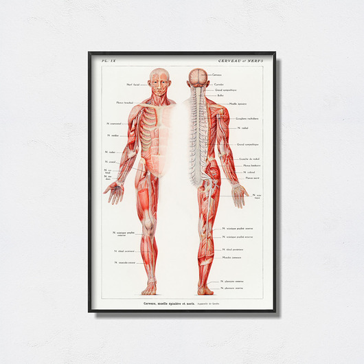 plakaty Plakat Anatomia człowieka