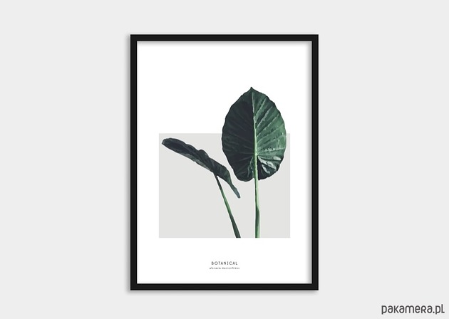 Zestaw plakat ALOCASIA + FICUS nooma