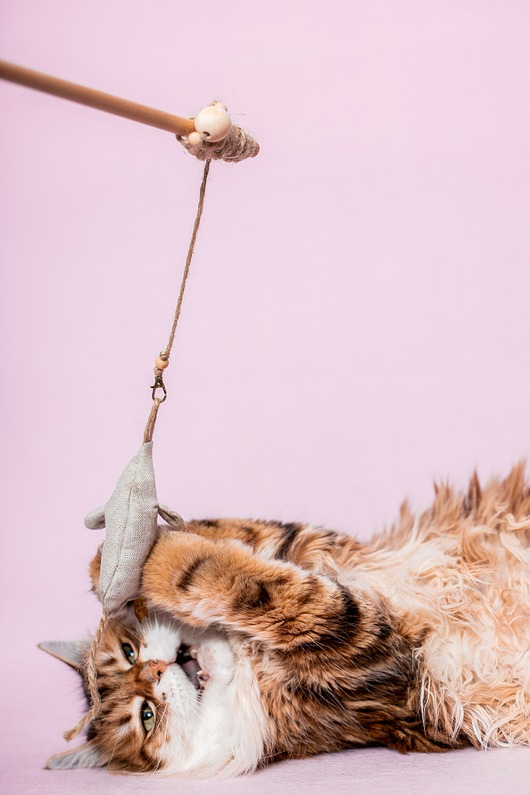 Zabawki dla zwierząt Wędka WILD CAT z myszką mini MOUSE