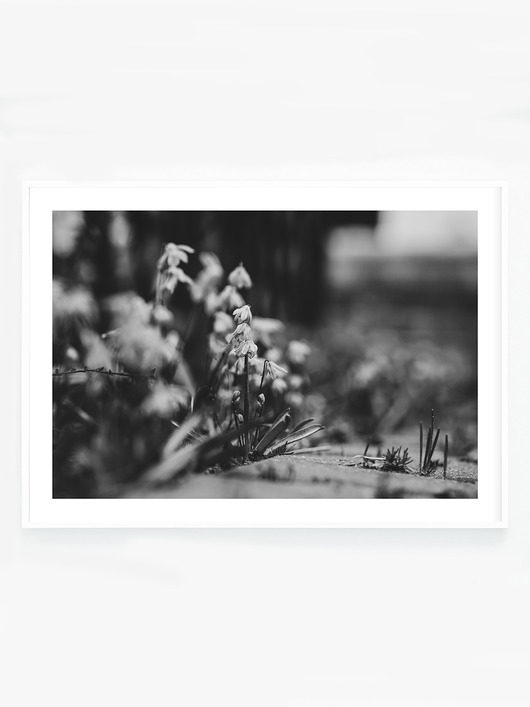 fotografia Czarno białe kwiaty