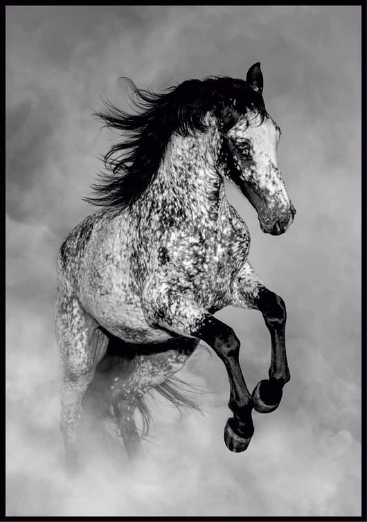plakaty Plakat "Koń Appaloosa"