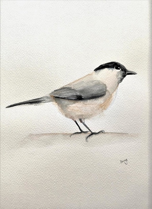 Akwarela sikorka czarnogłówka Wiktoria Borys Art